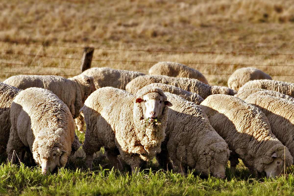 Australian Sheep