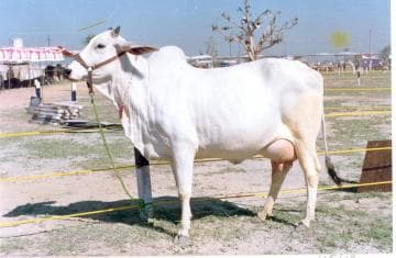 Hariana Cow