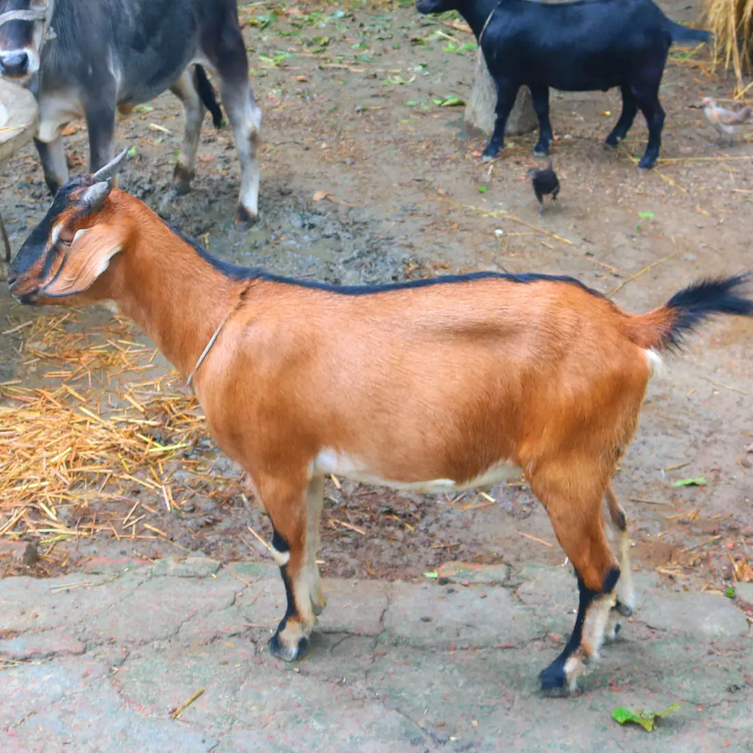 Deshi Khashi