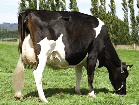 Friesian Cross