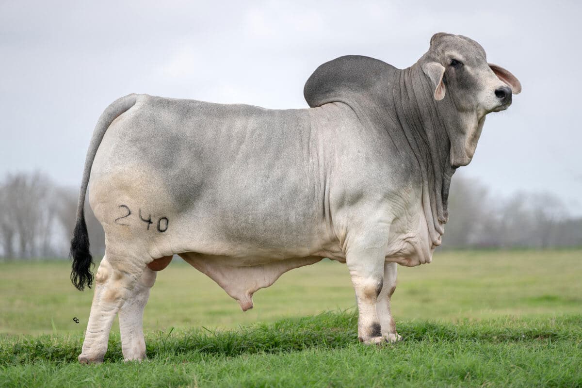 Brahman Bull