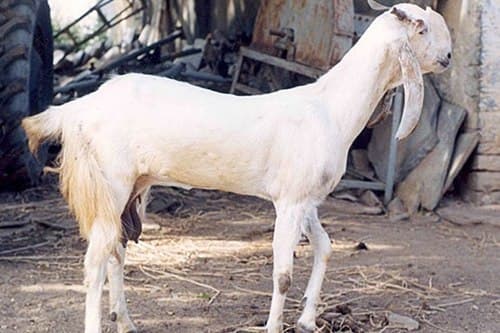 Jamuna Pari Goat
