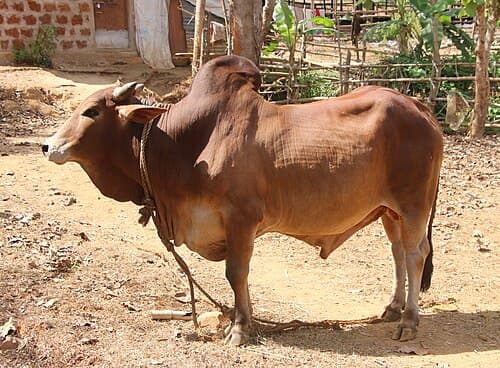 Deshi Shahi Cow
